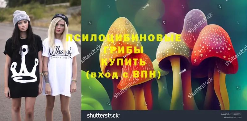 Галлюциногенные грибы Psilocybine cubensis  Комсомольск-на-Амуре 